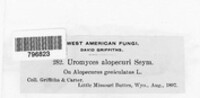 Image of Uromyces alopecuri